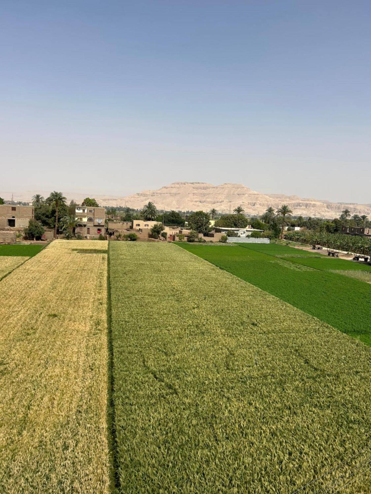 Lemon Tree Apartments Luxor Al Aqalitah Bagian luar foto