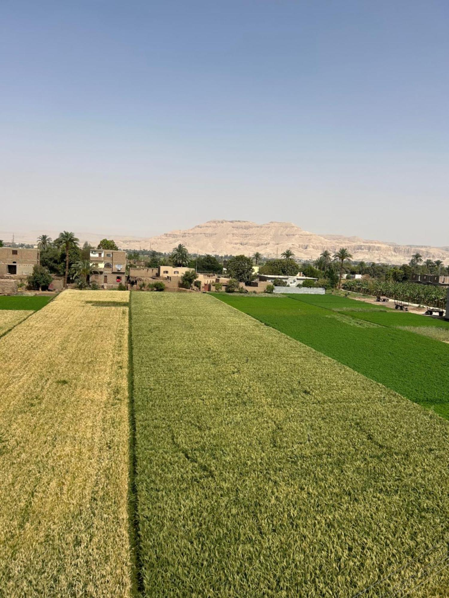 Lemon Tree Apartments Luxor Al Aqalitah Bagian luar foto